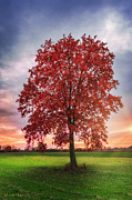 Lonely red tree Photograph by Dejan Travica