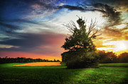 Lonely tree at sunset Photograph by Dejan Travica