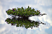 Lonely Tree Photograph by Bill Barber Lonely Tree Photograph by Bill Barber