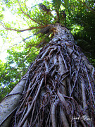 Lonely Tree Photograph by David McKinney Lonely Tree Photograph by David McKinney