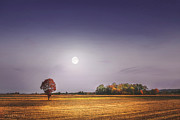 Lonely tree in the field beneath the moon  Photograph by Dejan Travica