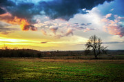 Lonely tree in the field Photograph by Dejan Travica