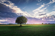Lonely tree in the middle of green field Photograph by Dejan Travica