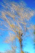 Lonely Tree Photo Impression Photograph by Dubi Roman