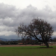 Lonely Tree Photograph by Roxy Rich