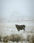 Loner in the Frost Photograph by Mike Lee Loner in the Frost Photograph by Mike Lee
