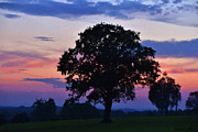 Lonesome tree Digital Art by Michael Chacon Lonesome tree Digital Art by Michael Chacon