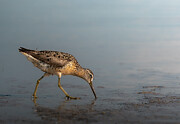 Long-billed Dowitcher Art Print Photograph by Denise Johnson