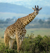 Long Necked Photograph by Laura Hedien