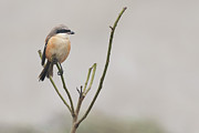Long tailed shrike Photograph by Puttaswamy Ravishankar