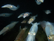 Longfin Squid in formation Photograph by Brian Weber Longfin Squid in formation Photograph by Brian Weber