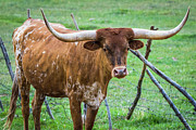 Longhorn #1 Photograph by Vincent Bonafede