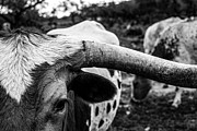 Longhorn Cows, Texas Photograph by Texas Picture Archive