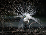 Looking for Love Photograph by Daniel Fleming