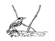 Looking Drawing by Joseph A Langley