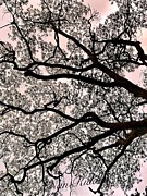 Looking Up  Photograph by Carol Riddle