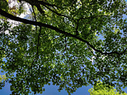 Looking up Photograph by Robert Grac Looking up Photograph by Robert Grac