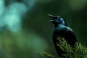 Lookout Photograph by Rich Kovach