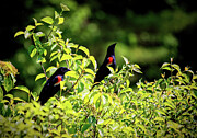 Lookouts Photograph by Mike Smale