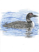 Loon Drawing by Kenneth Stock