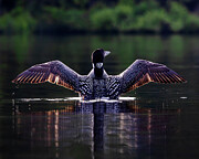 Loon Pose Photograph by Scene by Dewey