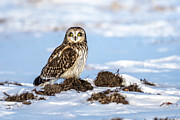Loper Photograph by James Overesch