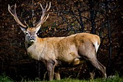 Lord of the forest Photograph by Robert Grac