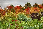 Lost Among the Shrubbery Photograph by Mike Smale