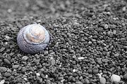 Lost Fibonacci Photograph by Dylan Punke