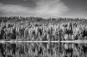 Lost in Reflection Photograph by Laurie Search