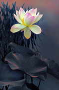 Lotus Aglow Photograph by Jessica Jenney