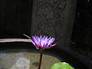 Lotus Flower Bali Photograph by Mark Egerton