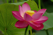 Lotus Flower Pink Digital Art by Jerry Dalrymple