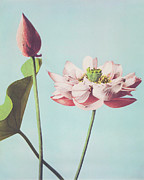 Lotus Flowers Photograph by Ogawa Kazumasa