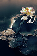 Lotus in the Mist Photograph by Jessica Jenney