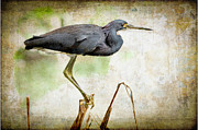 Louisiana Heron Photograph by Norman Reid