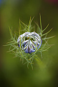 Love In The Mist Round Bud Photograph by Joy Watson