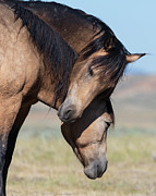 Love Photograph by Mary Hone