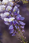 Love Purple Wisteria  Photograph by Joy Watson