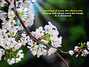 Loveliest of Trees Photograph by Amy Dundon