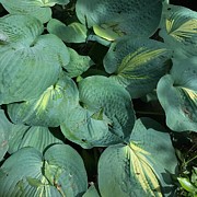 Lovely Leaves Photograph by Charlene Mitchell