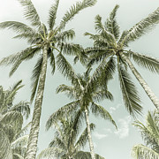 Lovely Palm Trees - Vintage Photograph by Melanie Viola Lovely Palm Trees - Vintage Photograph by Melanie Viola