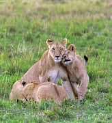 Lovin' and Snackin' Photograph by Laura Hedien