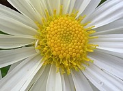 Loving Daisy Photograph by Catherine Wilson