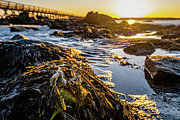 Low Tide Light Photograph by Jeff Sinon Low Tide Light Photograph by Jeff Sinon