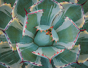 Lucky Crown Century Plant Photograph by Julie Palencia