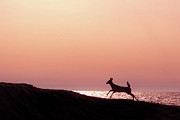 Lucky Photograph by Kathi Mirto