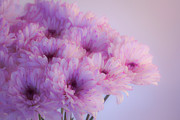 Luminous White and Fuchsia Chrysanthemums Photograph by Lindsay Thomson