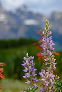 Lupine in the Tetons Photograph by Emily Caldwell Lupine in the Tetons Photograph by Emily Caldwell