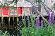 Lupins at Seal Cove Photograph by Dominique Lecomte